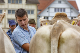Appenzell, Appenzell Ausserrohden, Ostschweiz, Schweiz, Stein, Suisse, Switzerland, Viehschau
