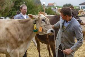 Appenzell, Appenzell Ausserrohden, Ostschweiz, Schweiz, Stein, Suisse, Switzerland, Viehschau