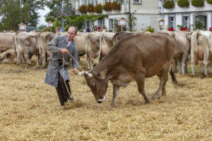 Appenzell, Appenzell Ausserrohden, Ostschweiz, Schweiz, Stein, Suisse, Switzerland, Viehschau