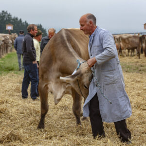 Appenzell, Appenzell Ausserrohden, Ostschweiz, Schweiz, Stein, Suisse, Switzerland, Viehschau