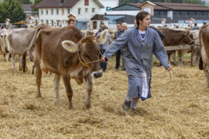 Appenzell, Appenzell Ausserrohden, Ostschweiz, Schweiz, Stein, Suisse, Switzerland, Viehschau
