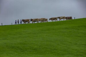 Appenzell, Appenzell Ausserrohden, Ostschweiz, Schweiz, Stein, Suisse, Switzerland, Viehschau