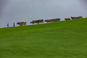 Appenzell, Appenzell Ausserrohden, Ostschweiz, Schweiz, Stein, Suisse, Switzerland, Viehschau