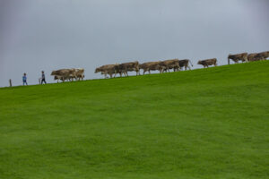Appenzell, Appenzell Ausserrohden, Ostschweiz, Schweiz, Stein, Suisse, Switzerland, Viehschau