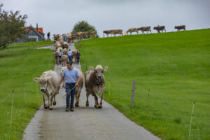Appenzell, Appenzell Ausserrohden, Ostschweiz, Schweiz, Stein, Suisse, Switzerland, Viehschau