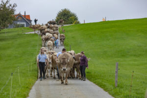 Appenzell, Appenzell Ausserrohden, Ostschweiz, Schweiz, Stein, Suisse, Switzerland, Viehschau