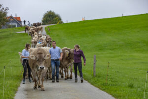 Appenzell, Appenzell Ausserrohden, Ostschweiz, Schweiz, Stein, Suisse, Switzerland, Viehschau