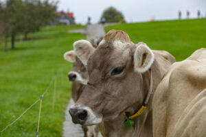 Appenzell, Appenzell Ausserrohden, Ostschweiz, Schweiz, Stein, Suisse, Switzerland, Viehschau