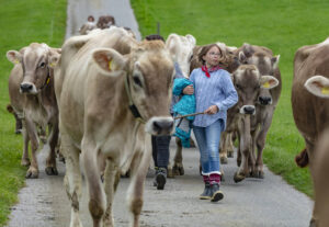 Appenzell, Appenzell Ausserrohden, Ostschweiz, Schweiz, Stein, Suisse, Switzerland, Viehschau