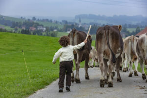 Appenzell, Appenzell Ausserrohden, Ostschweiz, Schweiz, Stein, Suisse, Switzerland, Viehschau