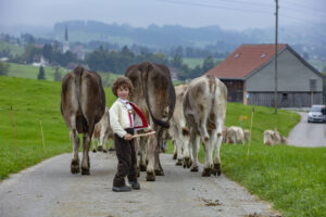 Appenzell, Appenzell Ausserrohden, Ostschweiz, Schweiz, Stein, Suisse, Switzerland, Viehschau