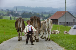 Appenzell, Appenzell Ausserrohden, Ostschweiz, Schweiz, Stein, Suisse, Switzerland, Viehschau