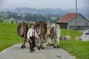 Appenzell, Appenzell Ausserrohden, Ostschweiz, Schweiz, Stein, Suisse, Switzerland, Viehschau