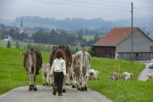 Appenzell, Appenzell Ausserrohden, Ostschweiz, Schweiz, Stein, Suisse, Switzerland, Viehschau