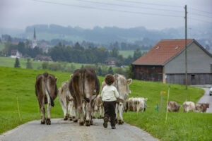Appenzell, Appenzell Ausserrohden, Ostschweiz, Schweiz, Stein, Suisse, Switzerland, Viehschau
