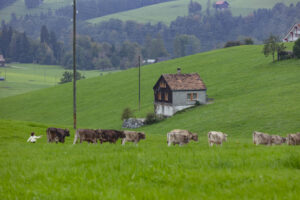Appenzell, Appenzell Ausserrohden, Ostschweiz, Schweiz, Stein, Suisse, Switzerland, Viehschau