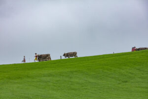 Appenzell, Appenzell Ausserrohden, Ostschweiz, Schweiz, Stein, Suisse, Switzerland, Viehschau