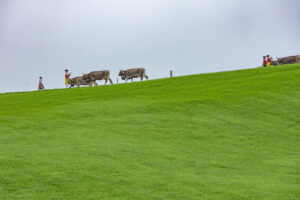 Appenzell, Appenzell Ausserrohden, Ostschweiz, Schweiz, Stein, Suisse, Switzerland, Viehschau