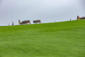 Appenzell, Appenzell Ausserrohden, Ostschweiz, Schweiz, Stein, Suisse, Switzerland, Viehschau