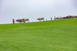 Appenzell, Appenzell Ausserrohden, Ostschweiz, Schweiz, Stein, Suisse, Switzerland, Viehschau