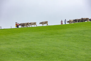 Appenzell, Appenzell Ausserrohden, Ostschweiz, Schweiz, Stein, Suisse, Switzerland, Viehschau