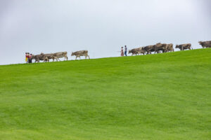 Appenzell, Appenzell Ausserrohden, Ostschweiz, Schweiz, Stein, Suisse, Switzerland, Viehschau
