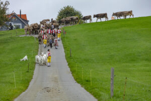 Appenzell, Appenzell Ausserrohden, Ostschweiz, Schweiz, Stein, Suisse, Switzerland, Viehschau