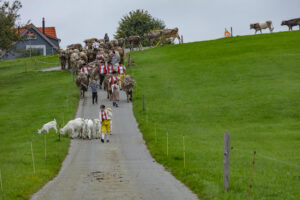 Appenzell, Appenzell Ausserrohden, Ostschweiz, Schweiz, Stein, Suisse, Switzerland, Viehschau