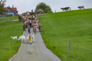 Appenzell, Appenzell Ausserrohden, Ostschweiz, Schweiz, Stein, Suisse, Switzerland, Viehschau