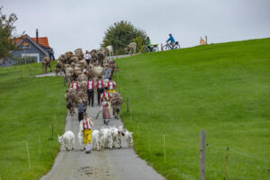 Appenzell, Appenzell Ausserrohden, Ostschweiz, Schweiz, Stein, Suisse, Switzerland, Viehschau