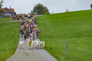 Appenzell, Appenzell Ausserrohden, Ostschweiz, Schweiz, Stein, Suisse, Switzerland, Viehschau
