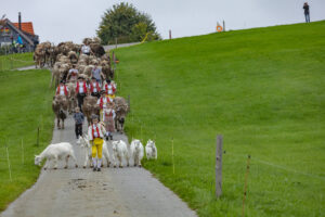 Appenzell, Appenzell Ausserrohden, Ostschweiz, Schweiz, Stein, Suisse, Switzerland, Viehschau
