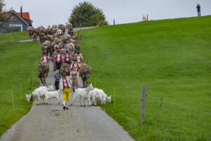 Appenzell, Appenzell Ausserrohden, Ostschweiz, Schweiz, Stein, Suisse, Switzerland, Viehschau