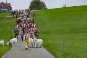 Appenzell, Appenzell Ausserrohden, Ostschweiz, Schweiz, Stein, Suisse, Switzerland, Viehschau