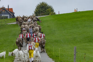 Appenzell, Appenzell Ausserrohden, Ostschweiz, Schweiz, Stein, Suisse, Switzerland, Viehschau