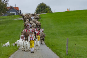 Appenzell, Appenzell Ausserrohden, Ostschweiz, Schweiz, Stein, Suisse, Switzerland, Viehschau
