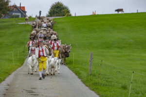 Appenzell, Appenzell Ausserrohden, Ostschweiz, Schweiz, Stein, Suisse, Switzerland, Viehschau