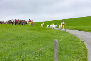 Appenzell, Appenzell Ausserrohden, Ostschweiz, Schweiz, Stein, Suisse, Switzerland, Viehschau