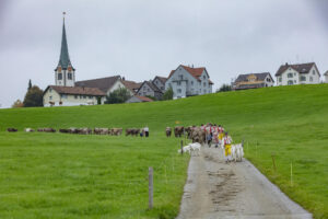 Appenzell, Appenzell Ausserrohden, Ostschweiz, Schweiz, Stein, Suisse, Switzerland, Viehschau