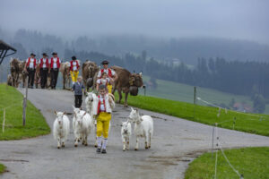 Appenzell, Appenzell Ausserrohden, Ostschweiz, Schweiz, Stein, Suisse, Switzerland, Viehschau