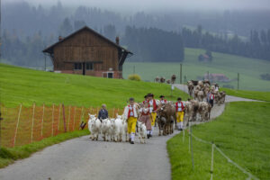 Appenzell, Appenzell Ausserrohden, Ostschweiz, Schweiz, Stein, Suisse, Switzerland, Viehschau