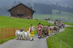 Appenzell, Appenzell Ausserrohden, Ostschweiz, Schweiz, Stein, Suisse, Switzerland, Viehschau
