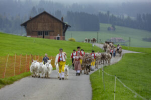 Appenzell, Appenzell Ausserrohden, Ostschweiz, Schweiz, Stein, Suisse, Switzerland, Viehschau