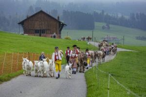 Appenzell, Appenzell Ausserrohden, Ostschweiz, Schweiz, Stein, Suisse, Switzerland, Viehschau
