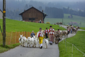 Appenzell, Appenzell Ausserrohden, Ostschweiz, Schweiz, Stein, Suisse, Switzerland, Viehschau