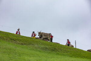 Appenzell, Appenzell Ausserrohden, Ostschweiz, Schweiz, Stein, Suisse, Switzerland, Viehschau