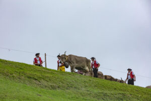 Appenzell, Appenzell Ausserrohden, Ostschweiz, Schweiz, Stein, Suisse, Switzerland, Viehschau