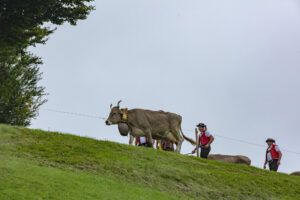 Appenzell, Appenzell Ausserrohden, Ostschweiz, Schweiz, Stein, Suisse, Switzerland, Viehschau