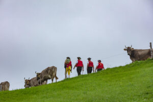 Appenzell, Appenzell Ausserrohden, Ostschweiz, Schweiz, Stein, Suisse, Switzerland, Viehschau