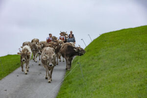 Appenzell, Appenzell Ausserrohden, Ostschweiz, Schweiz, Stein, Suisse, Switzerland, Viehschau